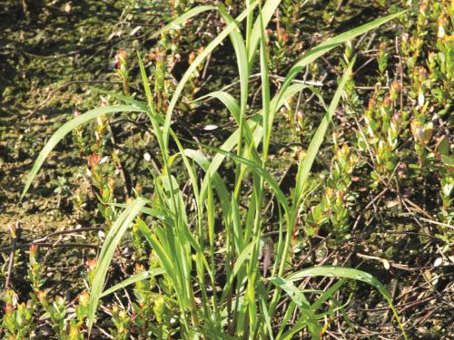 Muhlenbergie feuillée (Muhlenbergia frondosa)_12