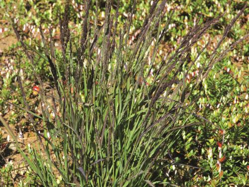 Muhlenbergie feuillée (Muhlenbergia frondosa)_13