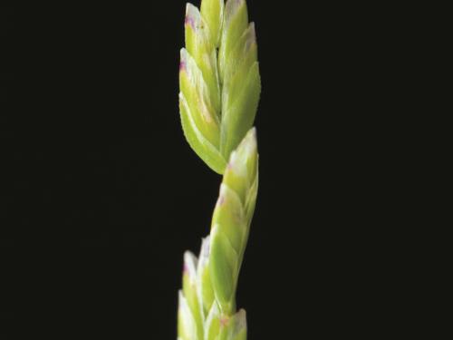 Pâturin annuel (Poa annua)_8