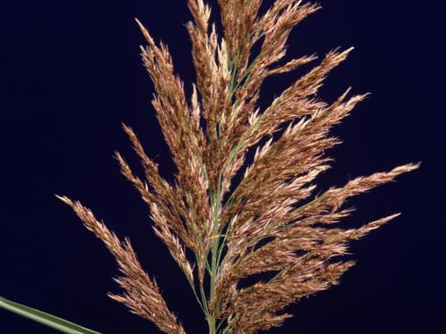 Roseau commun (Phragmites australis)_2