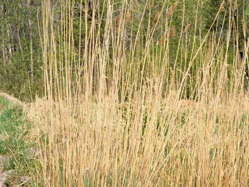 Roseau commun (Phragmites australis)_3