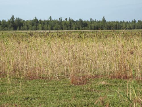 Roseau commun (Phragmites australis)_9