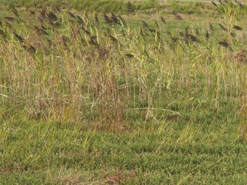 Roseau commun (Phragmites australis)_17