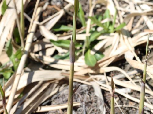 Roseau commun (Phragmites australis)_19