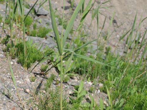 Roseau commun (Phragmites australis)_20