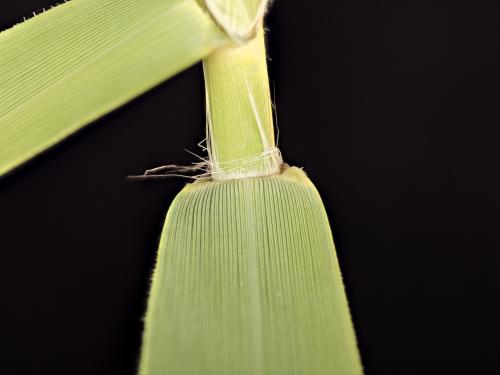 Roseau commun (Phragmites australis)_22