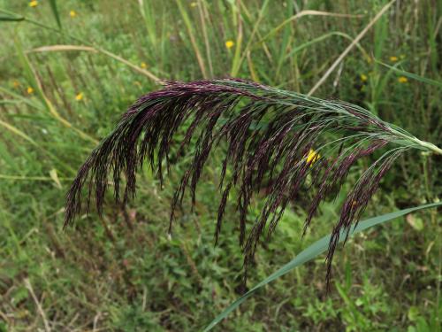 Roseau commun (Phragmites australis)_24