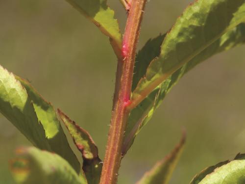 Penthorum faux-orpin (Penthorum sedoides)_4