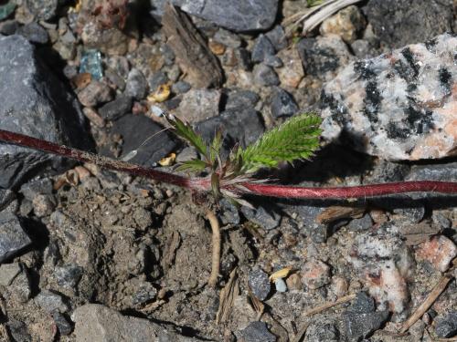 Potentille ansérine (Potentilla anserina)_13