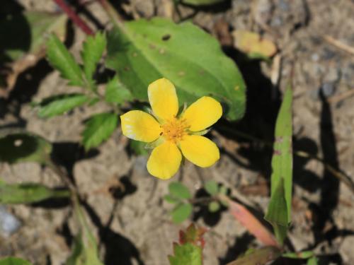 Potentille ansérine (Potentilla anserina)_16