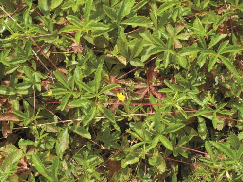 Potentille simple (Potentilla simplex)_5