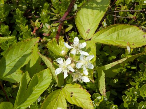 Ronce Alléghanys (Rubus allegheniensis)_13