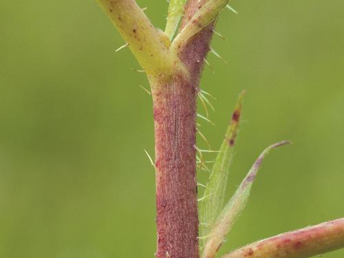 Ronce Alléghanys (Rubus allegheniensis)_14