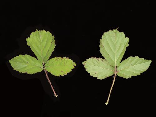 Ronce hispide (Rubus hispidus)_4