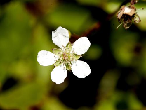 Ronce hispide (Rubus hispidus)_5