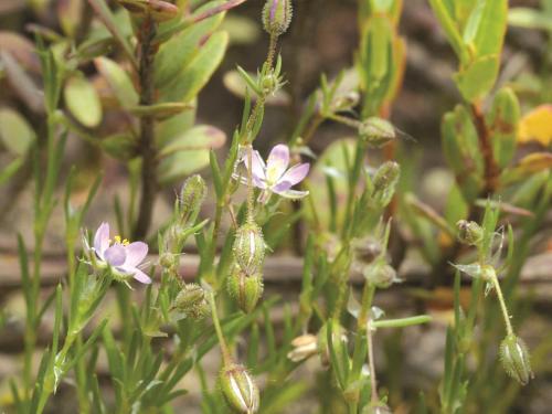 Spergulaire rouge(Spergularia rubra)_3