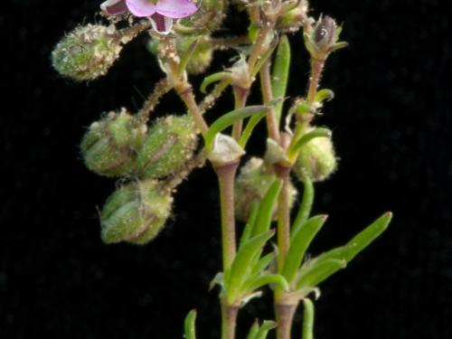 Spergulaire rouge(Spergularia rubra)_8