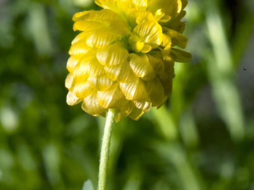 Trèfle doré(Trifolium aureum)_5