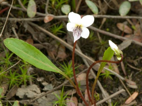 Violette lancéolée(Viola lanceolata)_2