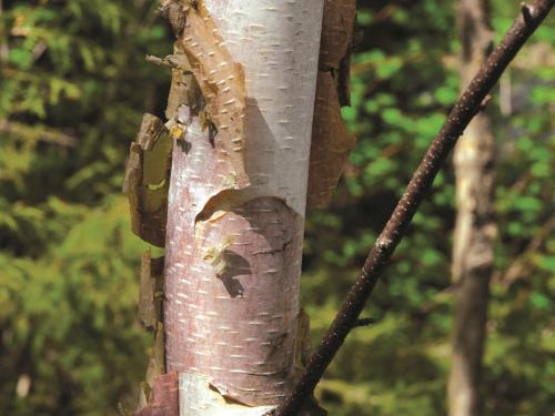 Bouleau blanc(Betula papyrifera)_2