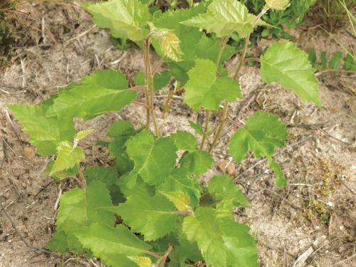 Bouleau blanc(Betula papyrifera)_8