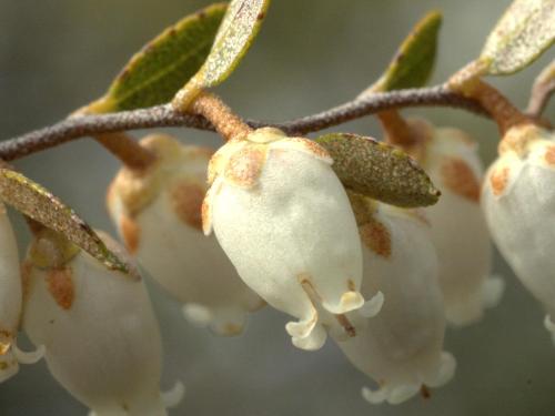 Cassandre caliculé(Chamaedaphne calyculata)_9