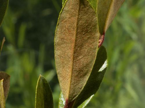 Cassandre caliculé(Chamaedaphne calyculata)_12