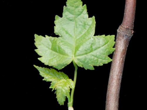 Érable rouge (Acer rubrum)_3