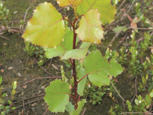 Peuplier deltoïde (populus deltoide)_1