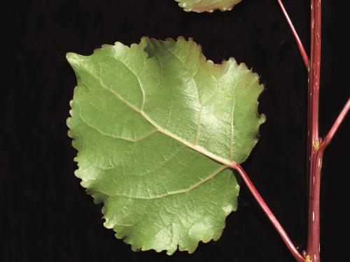 Peuplier deltoïde (populus deltoides)_3