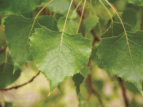 Peuplier deltoïde (populus deltoides)_8