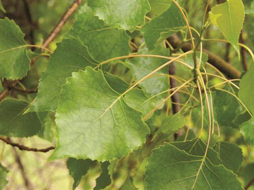 Peuplier deltoïde (populus deltoides)_9