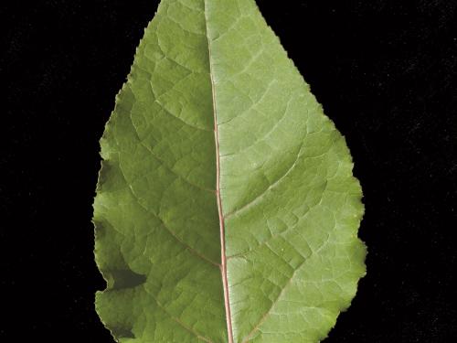 Peuplier baumier (Populus balsamifera)_6