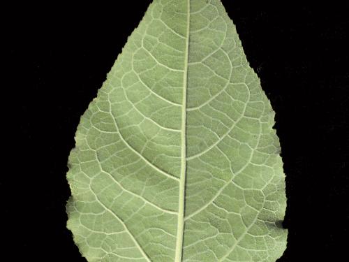 Peuplier baumier (Populus balsamifera)_7