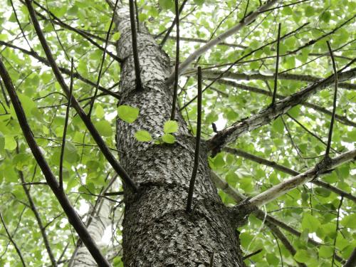 Peuplier baumier (Populus balsamifera)_9