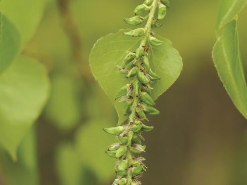 Peuplier faux-tremble (Populus tremuloides)_5