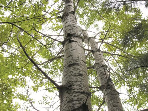 Peuplier faux-tremble (Populus tremuloides)_8