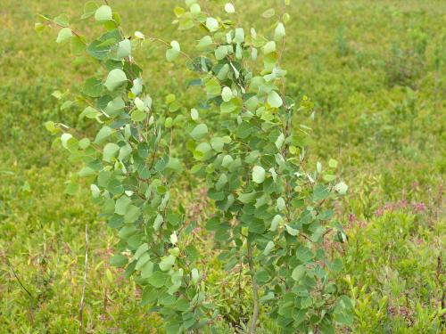 Peuplier faux-tremble (Populus tremuloides)_10