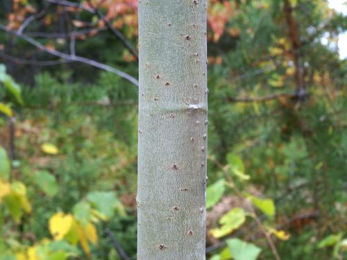 Peuplier faux-tremble (Populus tremuloides)_13