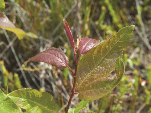 Saule feuilles poirier (Salix pyrifolia)_2