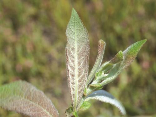 Saule Bebb (Salix bebbiana)_2