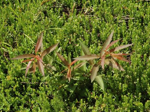 Saule discolore (Salix discolor)_1