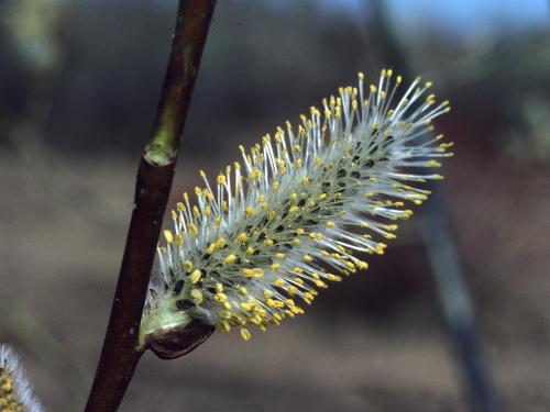 Saule discolore (Salix discolor)_7