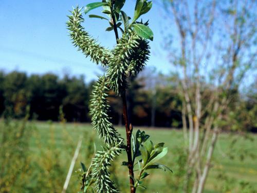 Saule discolore (Salix discolor)_9