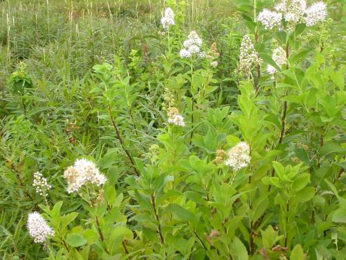 Spirée à larges feuilles(Spiraea alba var. latifolia)_7