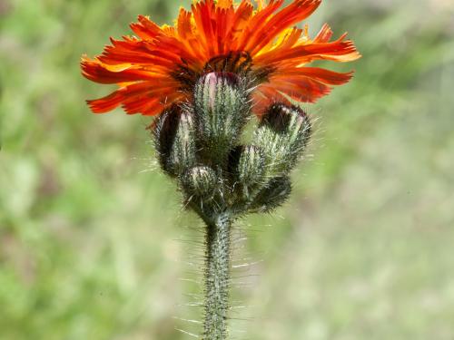 Épervière orangée(Pilosella aurantiaca)_1