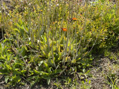 Épervière orangée(Pilosella aurantiaca)_4