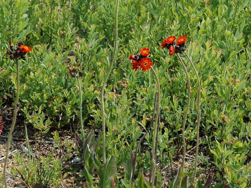 Épervière orangée(Pilosella aurantiaca)_5