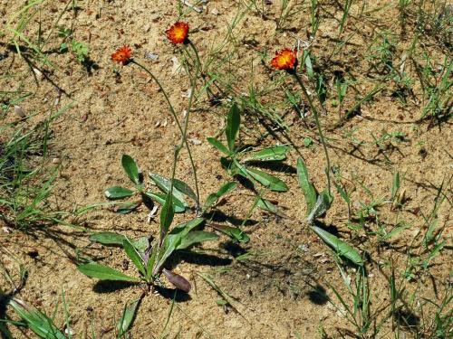 Épervière orangée(Pilosella aurantiaca)_8