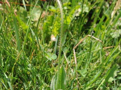 Épervière orangée(Pilosella aurantiaca)_13